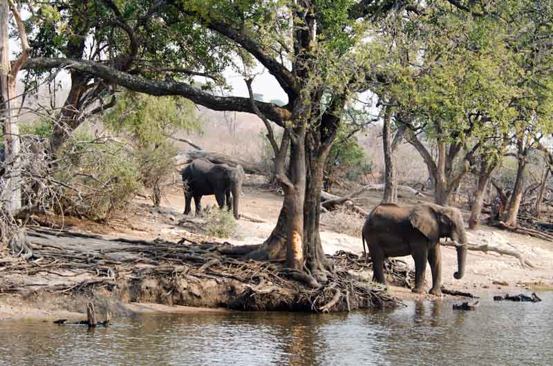 25 - Botswana - elefantes - parque nacional de Chobe